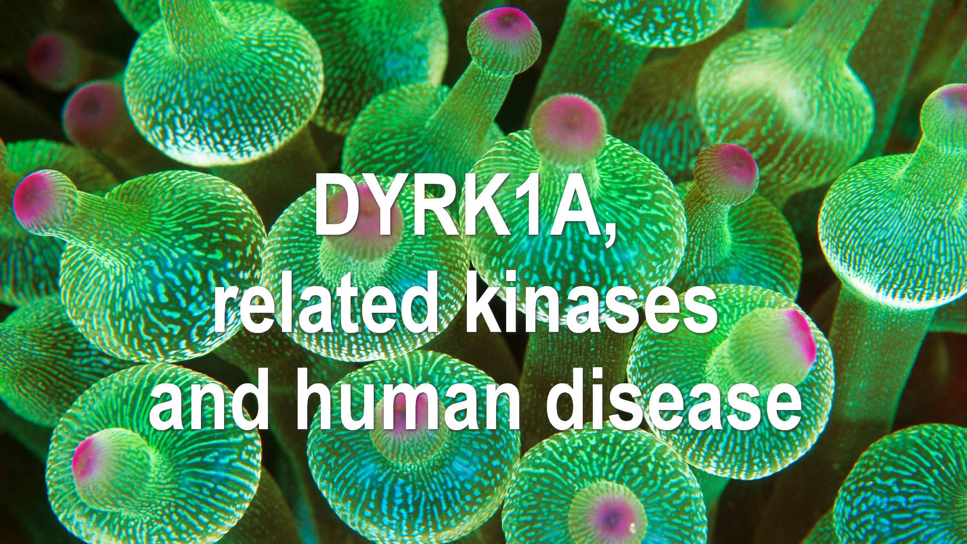 Conférence internationale DYRK1A, du 22 au 26 novembre 2022 – témoignage de Laurent Meijer, organisateur.